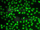 Heparin Binding Growth Factor antibody, A5347, ABclonal Technology, Immunofluorescence image 