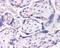 Dual specificity protein phosphatase 16 antibody, TA302742, Origene, Immunohistochemistry paraffin image 