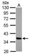 Mitochondrial Ribosomal Protein L44 antibody, GTX121263, GeneTex, Western Blot image 