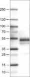 Carbonic anhydrase 12 antibody, NBP2-52901, Novus Biologicals, Western Blot image 