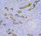Aquaporin 3 (Gill Blood Group) antibody, PA1488, Boster Biological Technology, Immunohistochemistry paraffin image 