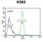 Olfactory Receptor Family 52 Subfamily A Member 1 antibody, abx025773, Abbexa, Western Blot image 