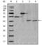 Apolipoprotein A4 antibody, MA5-15485, Invitrogen Antibodies, Western Blot image 