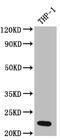 Interleukin 23 Subunit Alpha antibody, CSB-RA251959A0HU, Cusabio, Western Blot image 