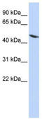 Tektin 4 antibody, TA340359, Origene, Western Blot image 