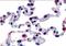 GPR43 antibody, orb85236, Biorbyt, Immunohistochemistry paraffin image 