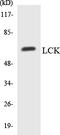 LCK Proto-Oncogene, Src Family Tyrosine Kinase antibody, LS-C292136, Lifespan Biosciences, Western Blot image 