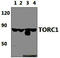CREB Regulated Transcription Coactivator 1 antibody, M01951-1, Boster Biological Technology, Western Blot image 