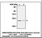 Peroxiredoxin 4 antibody, LS-C61903, Lifespan Biosciences, Immunoprecipitation image 