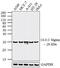 Stratifin antibody, GTX14123, GeneTex, Western Blot image 