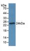 Osteoclast Associated Ig-Like Receptor antibody, LS-C687368, Lifespan Biosciences, Western Blot image 