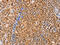 Dual Specificity Phosphatase 4 antibody, CSB-PA921264, Cusabio, Immunohistochemistry paraffin image 