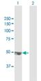 TRNA Methyltransferase 12 Homolog antibody, H00055039-B01P, Novus Biologicals, Western Blot image 