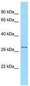 CD1e Molecule antibody, TA343311, Origene, Western Blot image 