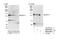 Protein Phosphatase 1 Regulatory Subunit 12A antibody, NB110-38889, Novus Biologicals, Western Blot image 