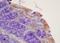 Vestigial Like Family Member 2 antibody, orb1907, Biorbyt, Immunohistochemistry paraffin image 