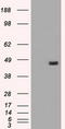 Alpha-1-antitrypsin antibody, LS-B12084, Lifespan Biosciences, Western Blot image 