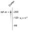 Neurofilament Heavy antibody, 50-254, ProSci, Western Blot image 