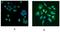 Parkinsonism Associated Deglycase antibody, LS-B4444, Lifespan Biosciences, Immunofluorescence image 