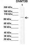 DNA (cytosine-5)-methyltransferase 3B antibody, TA331002, Origene, Western Blot image 