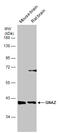 G Protein Subunit Alpha Z antibody, GTX114441, GeneTex, Western Blot image 