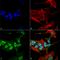 Synuclein Alpha antibody, LS-C773114, Lifespan Biosciences, Immunocytochemistry image 