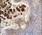 Collagen Type XIX Alpha 1 Chain antibody, PA5-23977, Invitrogen Antibodies, Immunohistochemistry paraffin image 