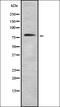 Major Vault Protein antibody, orb378186, Biorbyt, Western Blot image 