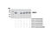 N-Myc Downstream Regulated 1 antibody, 11899S, Cell Signaling Technology, Western Blot image 