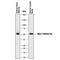RELT TNF Receptor antibody, AF1385, R&D Systems, Western Blot image 