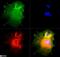 NUMB Endocytic Adaptor Protein antibody, NB500-178, Novus Biologicals, Immunocytochemistry image 