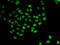 Programmed cell death protein 5 antibody, 22-844, ProSci, Immunofluorescence image 