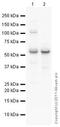 Fibroblast Growth Factor 9 antibody, ab71395, Abcam, Western Blot image 