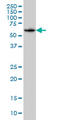 SH3 Domain Binding Protein 5 antibody, LS-B4485, Lifespan Biosciences, Western Blot image 