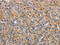 Carcinoembryonic Antigen Related Cell Adhesion Molecule 1 antibody, CSB-PA815431, Cusabio, Immunohistochemistry frozen image 