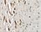 Teashirt homolog 3 antibody, GTX31474, GeneTex, Immunohistochemistry paraffin image 