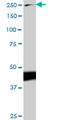 Talin 1 antibody, LS-B4429, Lifespan Biosciences, Western Blot image 