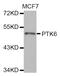 Protein Tyrosine Kinase 6 antibody, MBS128642, MyBioSource, Western Blot image 
