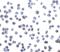G Protein-Coupled Receptor 15 antibody, 2101, ProSci Inc, Immunocytochemistry image 