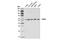 Thioredoxin Interacting Protein antibody, 14715S, Cell Signaling Technology, Western Blot image 