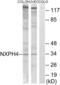Neurexophilin 4 antibody, abx014652, Abbexa, Western Blot image 