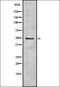Interleukin-5 receptor subunit alpha antibody, orb335339, Biorbyt, Western Blot image 