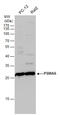 Proteasome Subunit Alpha 5 antibody, GTX113812, GeneTex, Western Blot image 