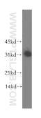 Distal-Less Homeobox 3 antibody, 13261-3-AP, Proteintech Group, Western Blot image 