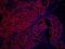 SET Nuclear Proto-Oncogene antibody, IHC-00645, Bethyl Labs, Immunofluorescence image 