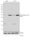 SMAD Family Member 3 antibody, 710756, Invitrogen Antibodies, Western Blot image 