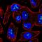 Meiosis 1 Associated Protein antibody, PA5-60995, Invitrogen Antibodies, Immunofluorescence image 