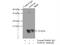 S100 Calcium Binding Protein A6 antibody, 10245-1-AP, Proteintech Group, Immunoprecipitation image 