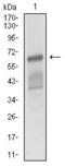 Activated Leukocyte Cell Adhesion Molecule antibody, GTX60798, GeneTex, Western Blot image 