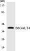 Beta-1,3-Galactosyltransferase 4 antibody, LS-C200170, Lifespan Biosciences, Western Blot image 